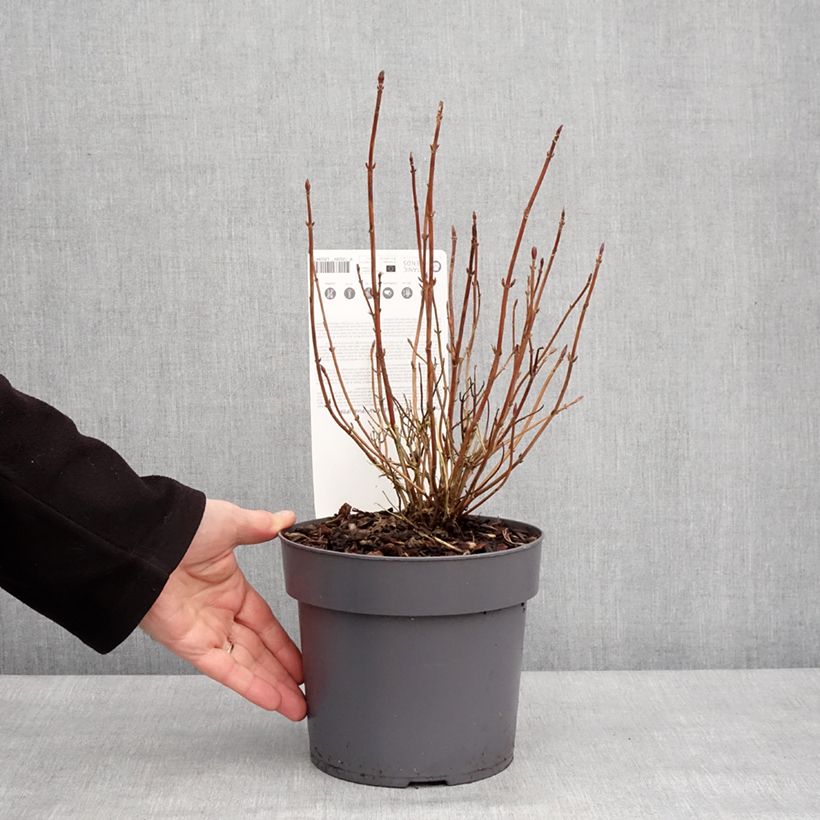 Exemplar von Hydrangea serrata Euphoria Pink - Tellerhortensie Topf mit 3L/4L wie im Winter geliefert