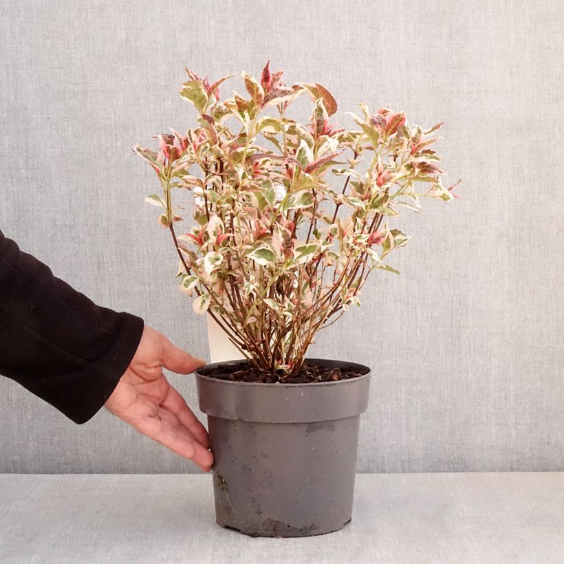 Exemplar von Hydrangea serrata Euphoria Pink - Tellerhortensie Topf mit 3L/4L wie im Frühjahr geliefert