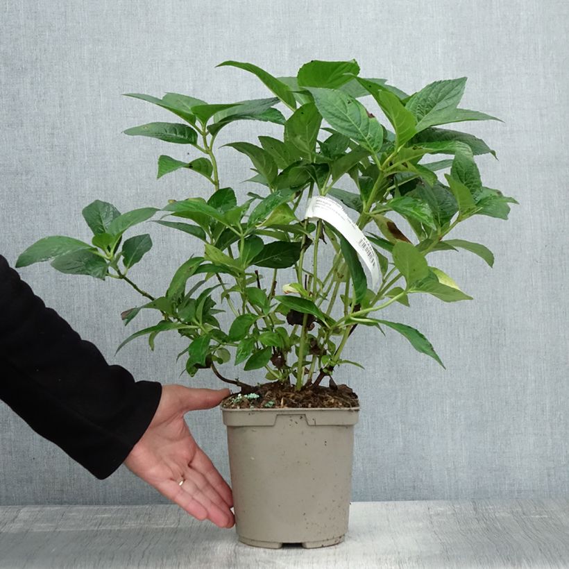 Exemplar von Hydrangea serrata Impératrice Eugénie - Tellerhortensie Topf mit 2L/3L wie im Herbst geliefert