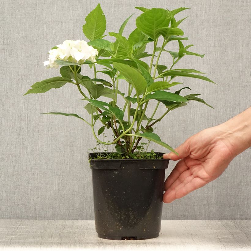 Exemplar von Hydrangea serrata Impératrice Eugénie - Tellerhortensie Topf mit 2L/3L wie im Sommer geliefert