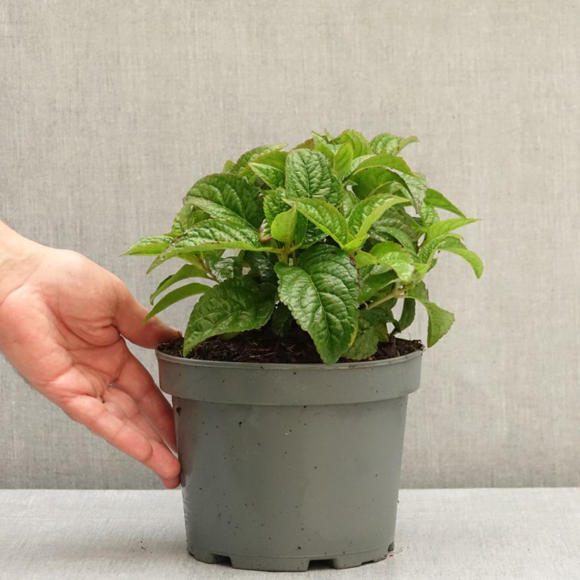 Exemplar von Hydrangea serrata Oamacha - Tellerhortensie Topf mit 2L/3L wie im Herbst geliefert