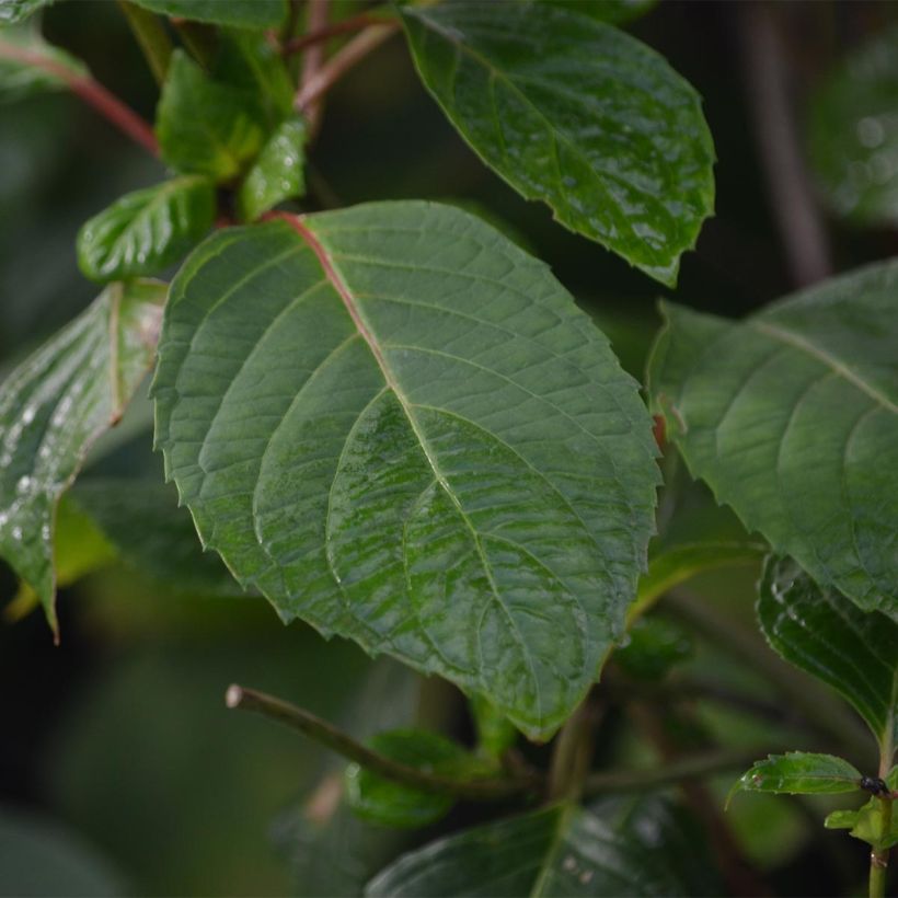 Hydrangea serrata Precioza - Tellerhortensie (Laub)