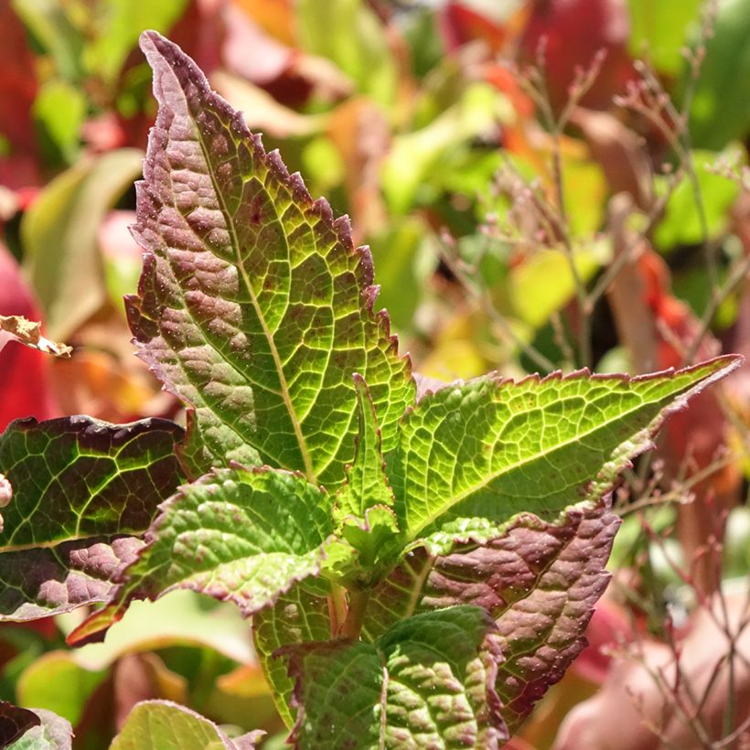 Hydrangea serrata Summer Glow - Tellerhortensie (Laub)