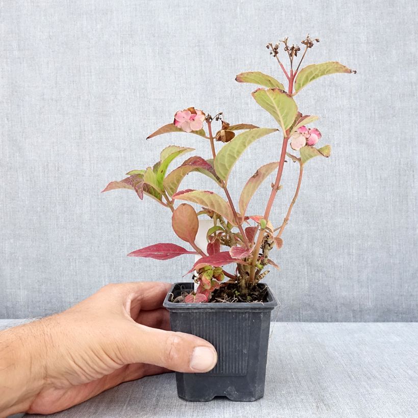 Exemplar von Hydrangea serrata Summer Glow - Tellerhortensie Kleine Töpfe von 8/9 cm wie im Sommer geliefert