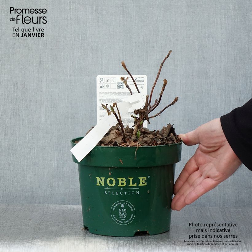 Exemplar von Hydrangea serrata Veerle - Tellerhortensie Topf mit 3L/4L wie im Winter geliefert