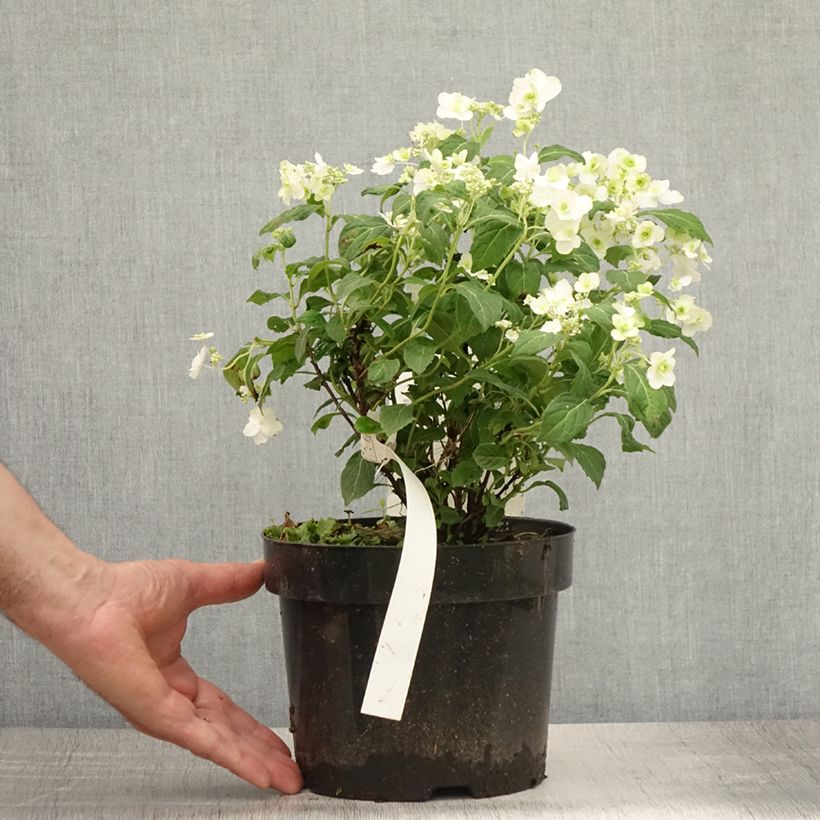 Exemplar von Hydrangea serrata White on White - Tellerhortensie Topf mit 3L/4L wie im Sommer geliefert