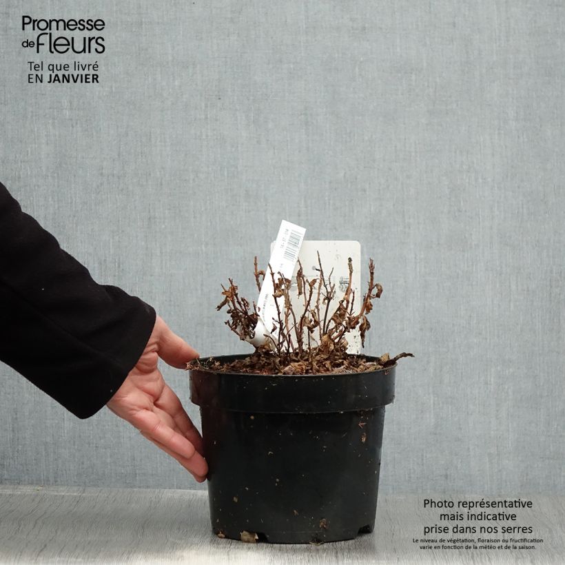 Exemplar von Hydrangea serrata White on White - Tellerhortensie Topf mit 3L/4L wie im Winter geliefert