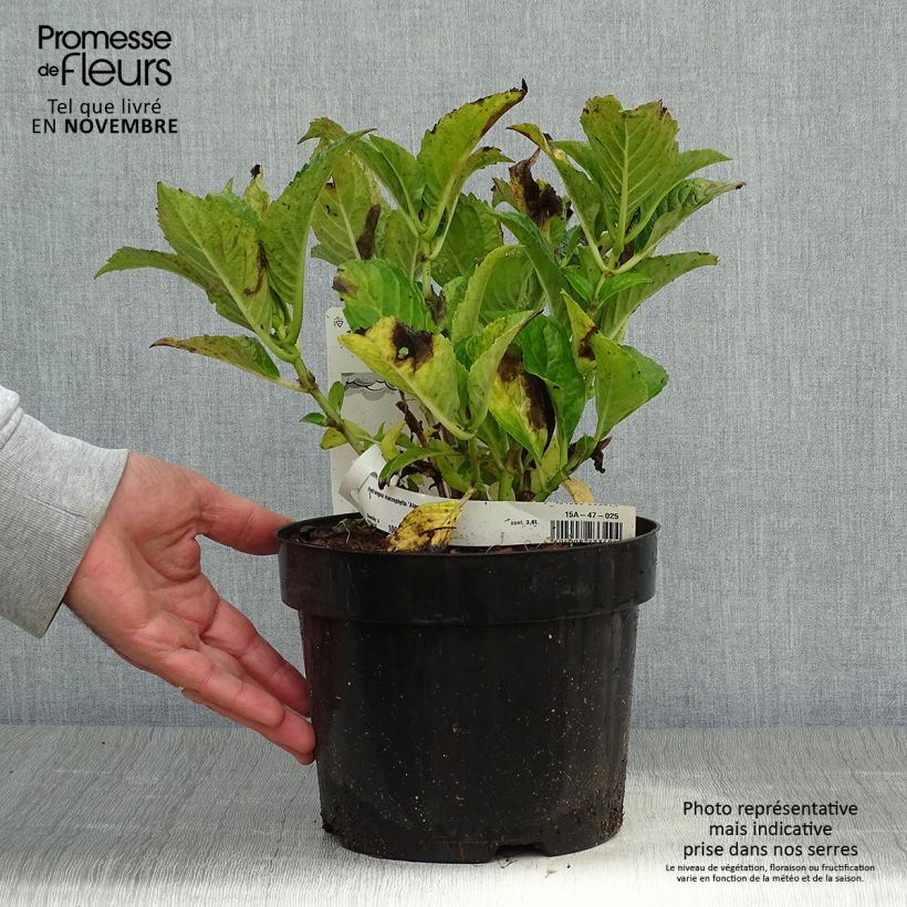 Exemplar von Hydrangea macrophylla Alpenglühen - Bauernhortensie Topf mit 2L/3L wie im Herbst geliefert