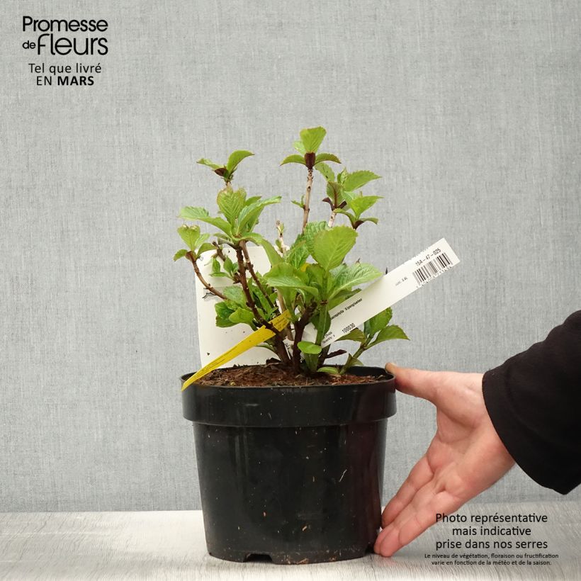 Exemplar von Hydrangea macrophylla Alpenglühen - Bauernhortensie Topf mit 2L/3L wie im Frühjahr geliefert