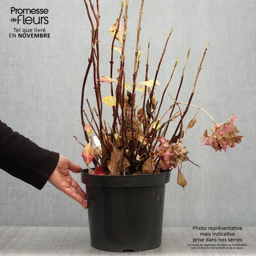 Exemplar von Hydrangea macrophylla Alpenglühen - Bauernhortensie Topf mit 7,5L/10L wie im Herbst geliefert