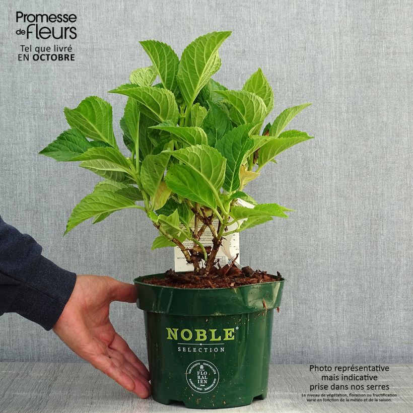 Exemplar von Hydrangea macrophylla Belle Séduction - Bauernhortensie Topf mit 3L/4L wie im Herbst geliefert