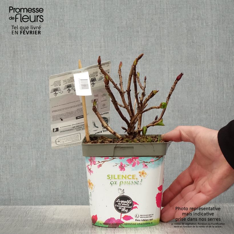 Exemplar von Hydrangea macrophylla Eughen Hahn - Bauernhortensie Topf mit 2L/3L wie im Winter geliefert