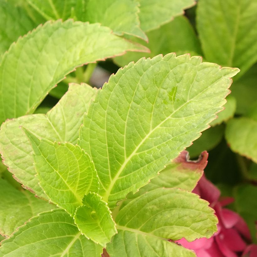 Hydrangea macrophylla Eughen Hahn - Bauernhortensie (Laub)