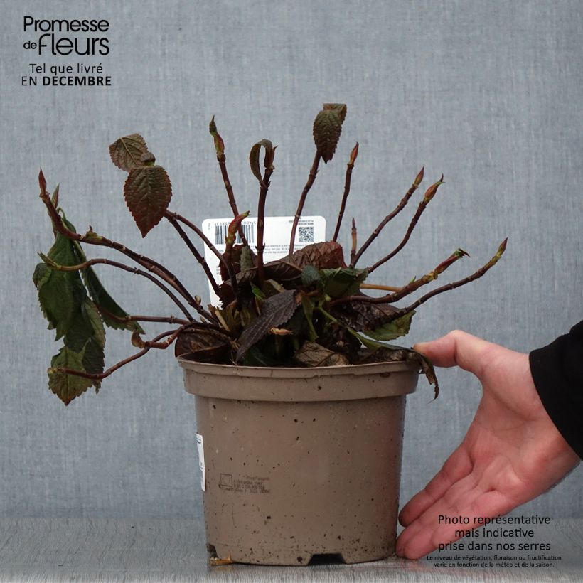 Exemplar von Hydrangea macrophylla Lanarth White - Bauernhortensie Topf mit 2L/3L wie im Herbst geliefert