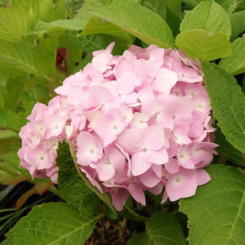 Hydrangea macrophylla Madame Plumecoq - Bauernhortensie (Blüte)