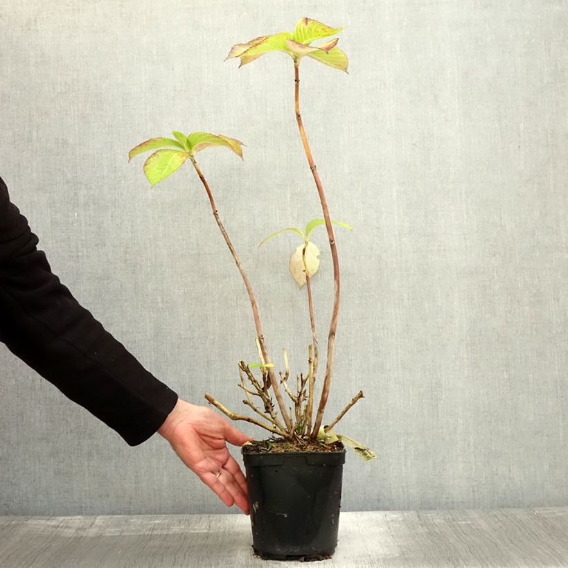 Exemplar von Hydrangea macrophylla Madame Plumecoq - Bauernhortensie Topf mit 2L/3L wie im Herbst geliefert