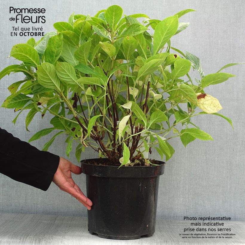 Exemplar von Hydrangea macrophylla Nikko Blue - Bauernhortensie Topf mit 7,5L/10L wie im Herbst geliefert