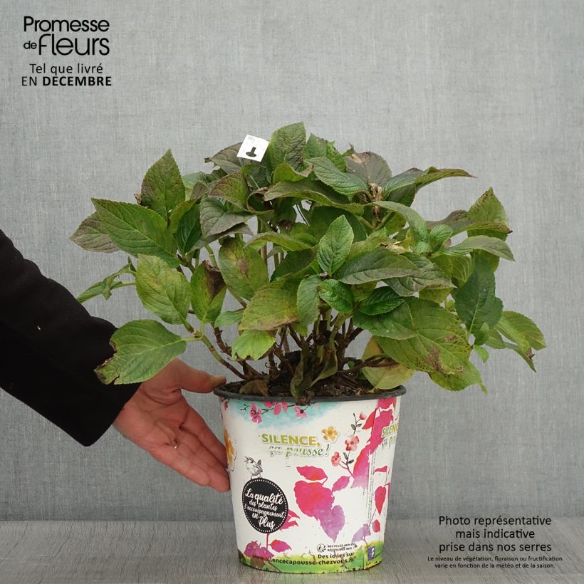 Exemplar von Hydrangea macrophylla Stellar Blue - Bauernhortensie Topf mit 4L/5L wie im Herbst geliefert