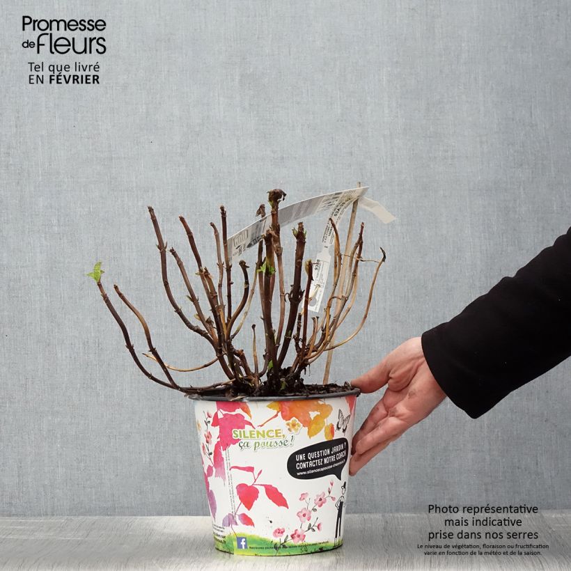 Exemplar von Hydrangea macrophylla Stellar Blue - Bauernhortensie Topf mit 4L/5L wie im Winter geliefert