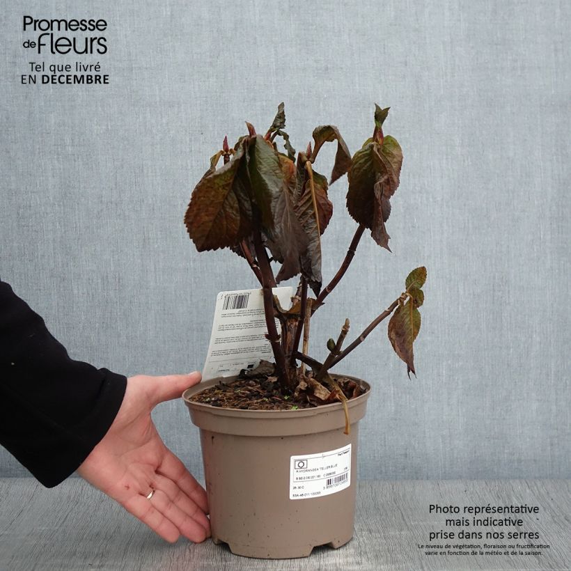 Exemplar von Hydrangea macrophylla Teller Blue - Bauernhortensie Topf mit 2L/3L wie im Herbst geliefert