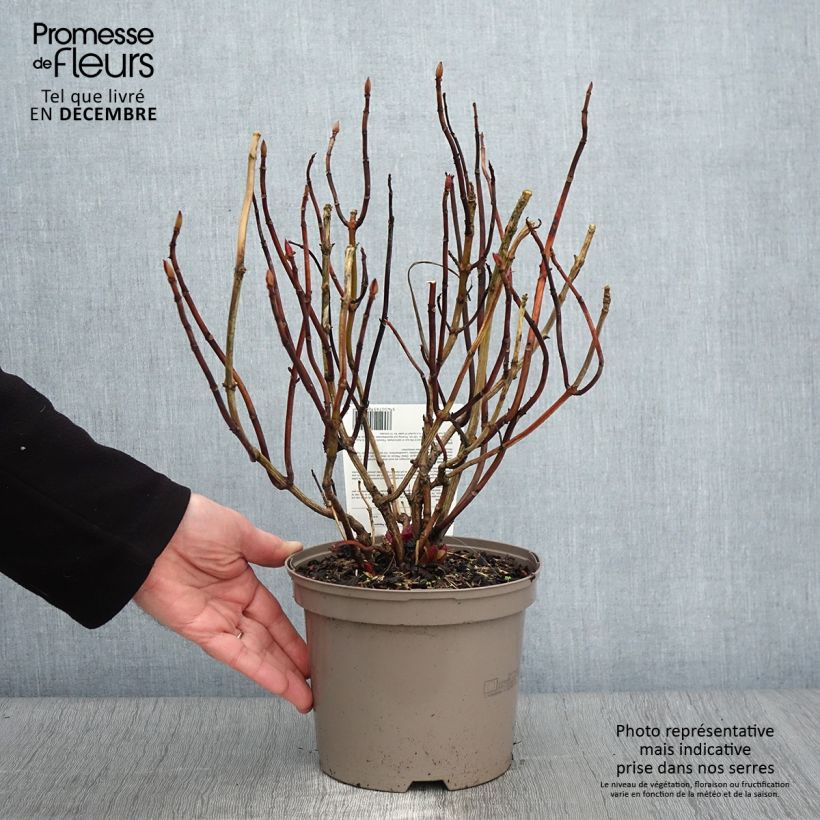 Exemplar von Hydrangea macrophylla Teller Red - Bauernhortensie Topf mit 2L/3L wie im Herbst geliefert