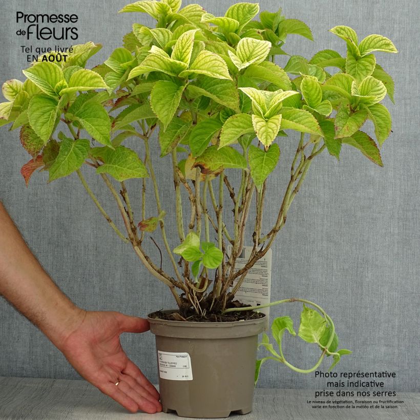 Exemplar von Hydrangea macrophylla Teller Red - Bauernhortensie Topf mit 2L/3L wie im Sommer geliefert