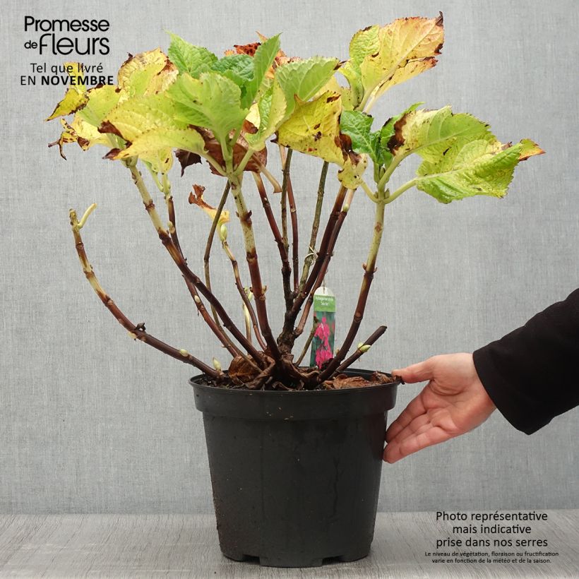 Exemplar von Hydrangea macrophylla Teller Red - Bauernhortensie Topf mit 7,5L/10L wie im Herbst geliefert