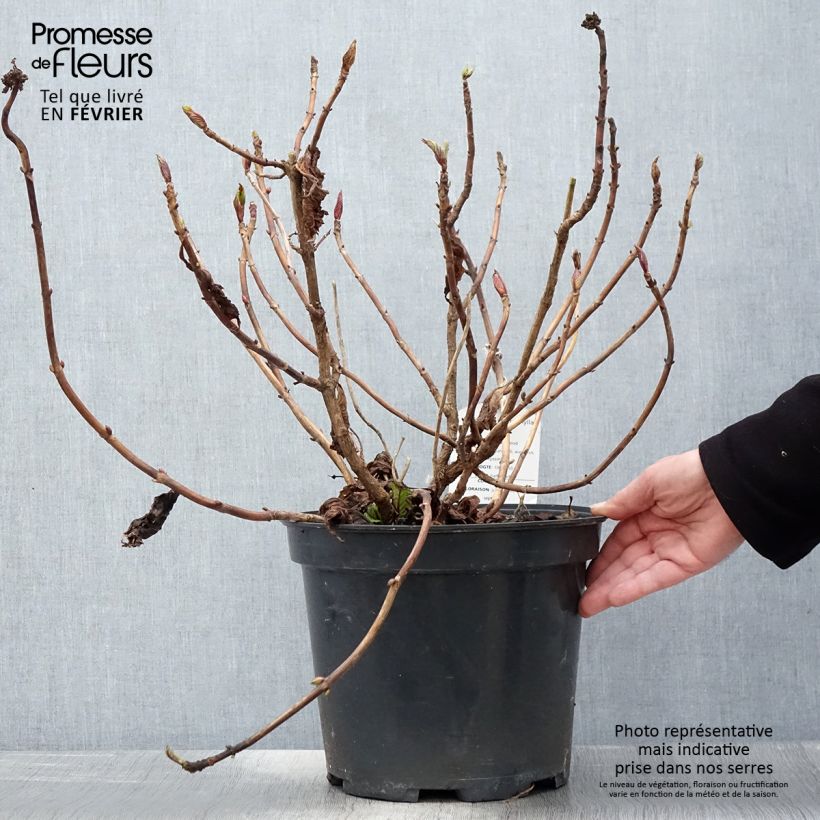 Exemplar von Hydrangea macrophylla Teller Red - Bauernhortensie Topf mit 7,5L/10L wie im Winter geliefert