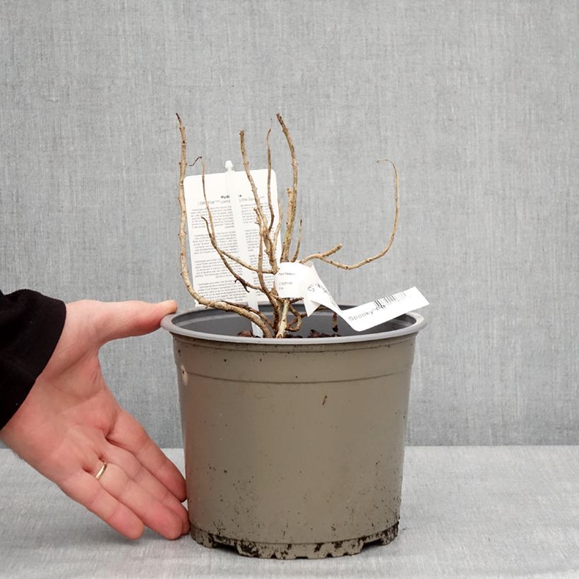 Exemplar von Rispenhortensie Little Spooky - Hydrangea paniculata Topf mit 3L/4L wie im Winter geliefert