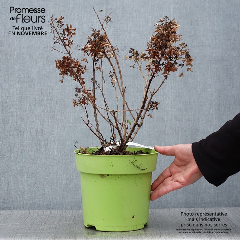Exemplar von Rispenhortensie Little Spooky - Hydrangea paniculata Topf mit 3L/4L wie im Herbst geliefert