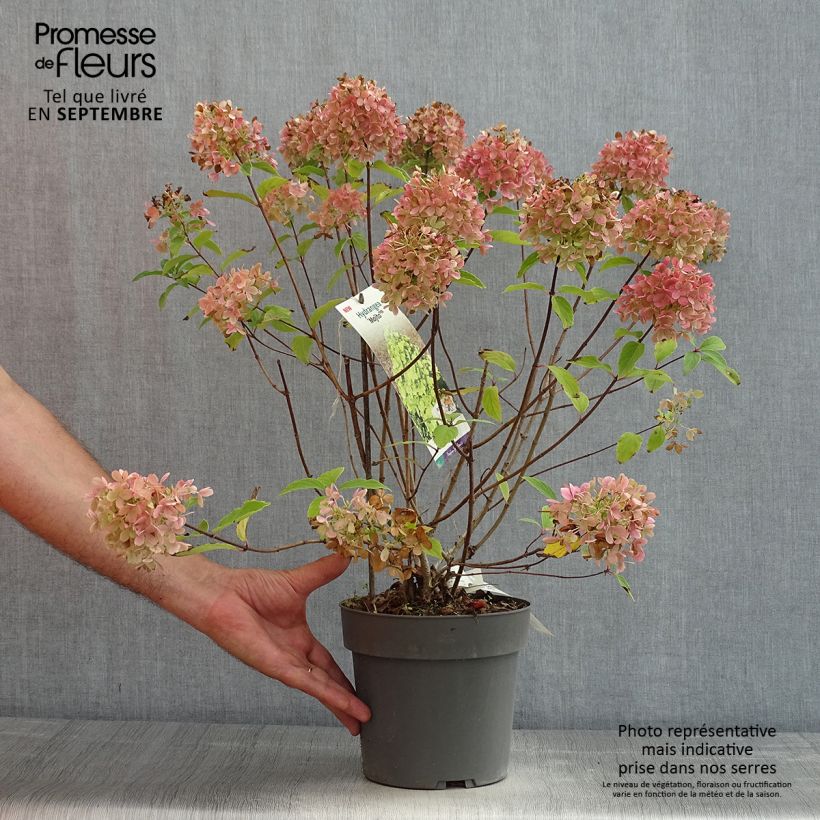 Exemplar von Rispenhortensie Mojito - Hydrangea paniculata Topf mit 3L/4L wie im Sommer geliefert