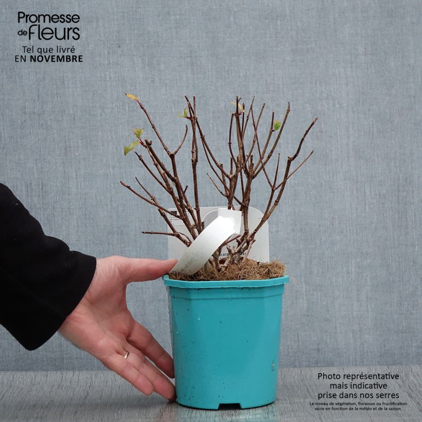 Exemplar von Rispenhortensie Petite Star - Hydrangea paniculata Topf mit 4L/5L wie im Herbst geliefert