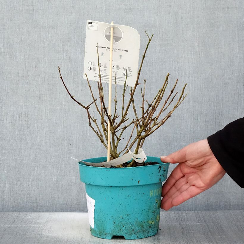 Exemplar von Rispenhortensie Petite Star - Hydrangea paniculata Topf mit 4L/5L wie im Frühjahr geliefert