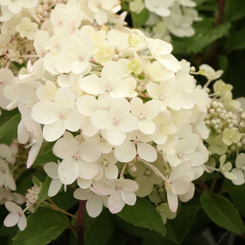 Rispenhortensie Petite Star - Hydrangea paniculata (Blüte)