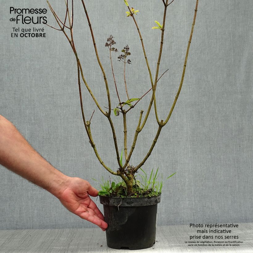 Exemplar von Rispenhortensie Pink Diamond - Hydrangea paniculata Topf mit 2L/3L wie im Herbst geliefert