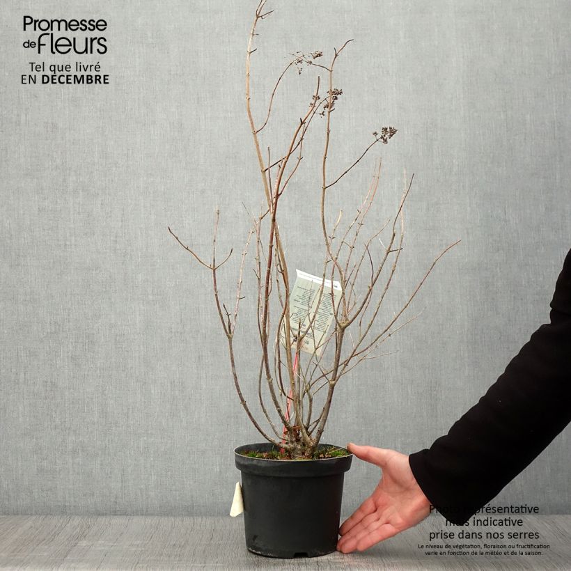 Exemplar von Rispenhortensie Tardiva - Hydrangea paniculata Topf mit 2L/3L wie im Herbst geliefert