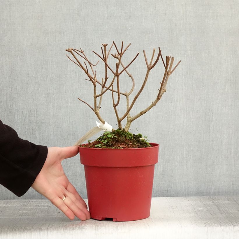 Exemplar von Rispenhortensie Bloody Marie - Hydrangea paniculata Topf mit 3L/4L wie im Herbst geliefert