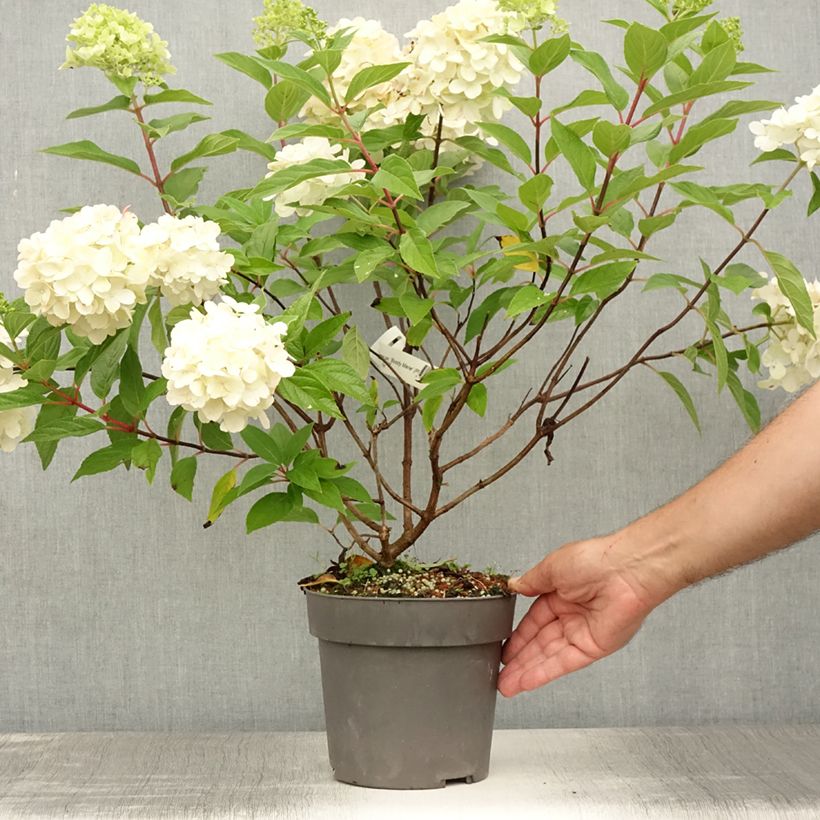 Exemplar von Rispenhortensie Bloody Marie - Hydrangea paniculata Topf mit 3L/4L wie im Sommer geliefert