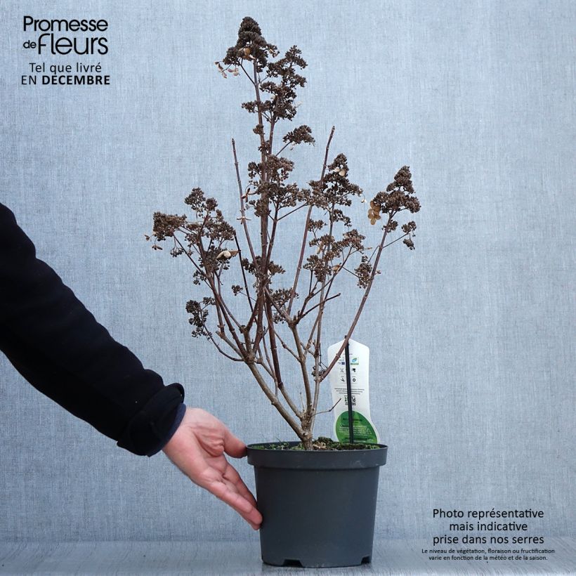 Exemplar von Rispenhortensie Dharuma - Hydrangea paniculata Topf mit 2L/3L wie im Herbst geliefert