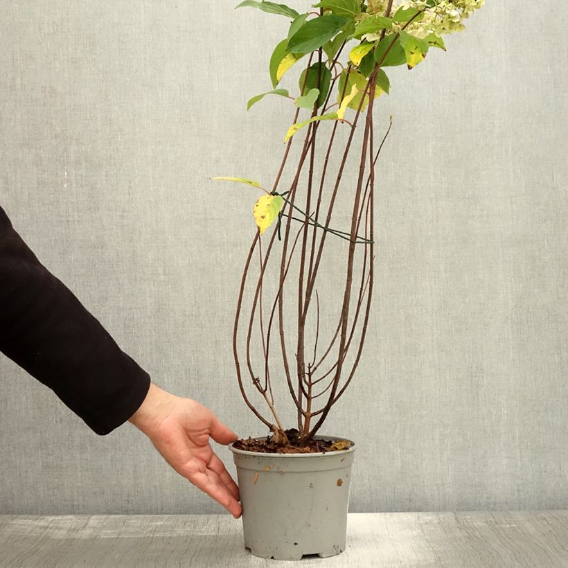Exemplar von Rispenhortensie Living Pinky Promise - Hydrangea paniculata Topf mit 2L/3L wie im Herbst geliefert