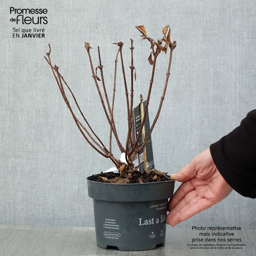 Exemplar von Rispenhortensie Living Pinky Promise - Hydrangea paniculata Topf mit 2L/3L wie im Winter geliefert