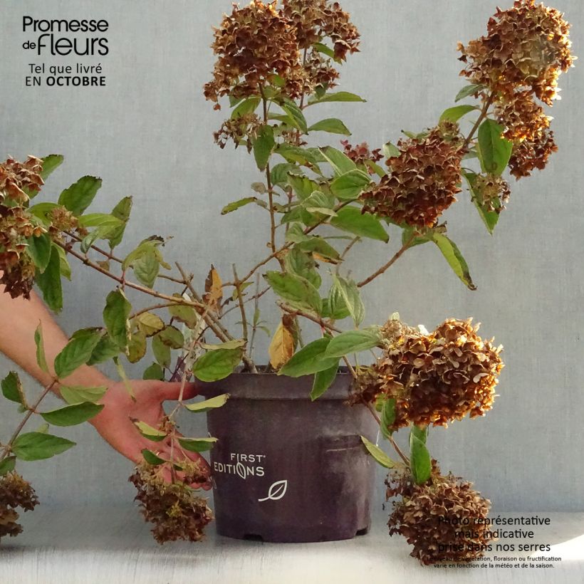 Exemplar von Rispenhortensie Tickled Pink - Hydrangea paniculata Topf mit 7,5L/10L wie im Herbst geliefert