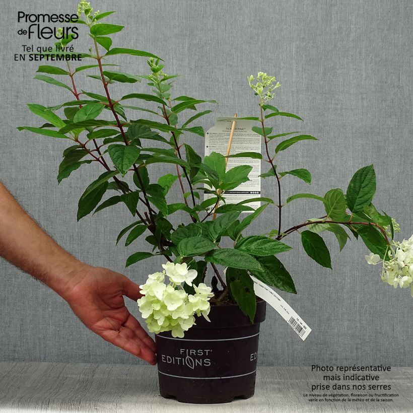 Exemplar von Rispenhortensie Tickled Pink - Hydrangea paniculata Topf mit 2L/3L wie im Herbst geliefert