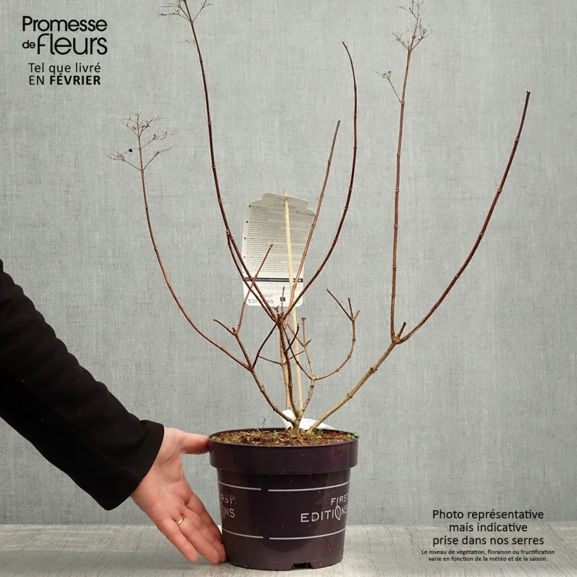 Exemplar von Rispenhortensie Tickled Pink - Hydrangea paniculata Topf mit 2L/3L wie im Winter geliefert