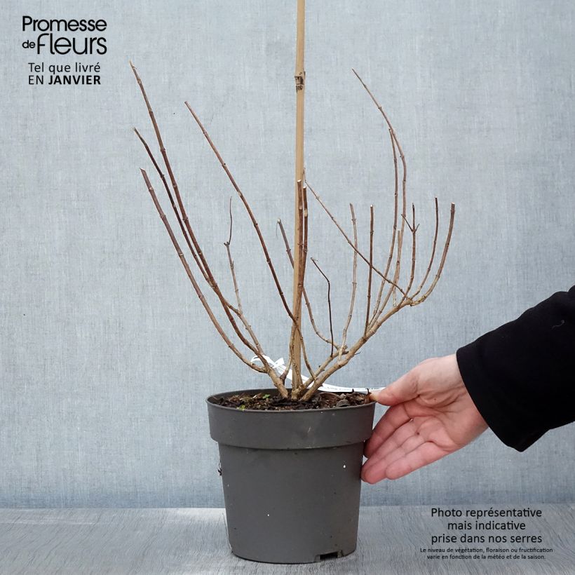 Exemplar von Rispenhortensie Little Fresco - Hydrangea paniculata Topf mit 3L/4L wie im Winter geliefert