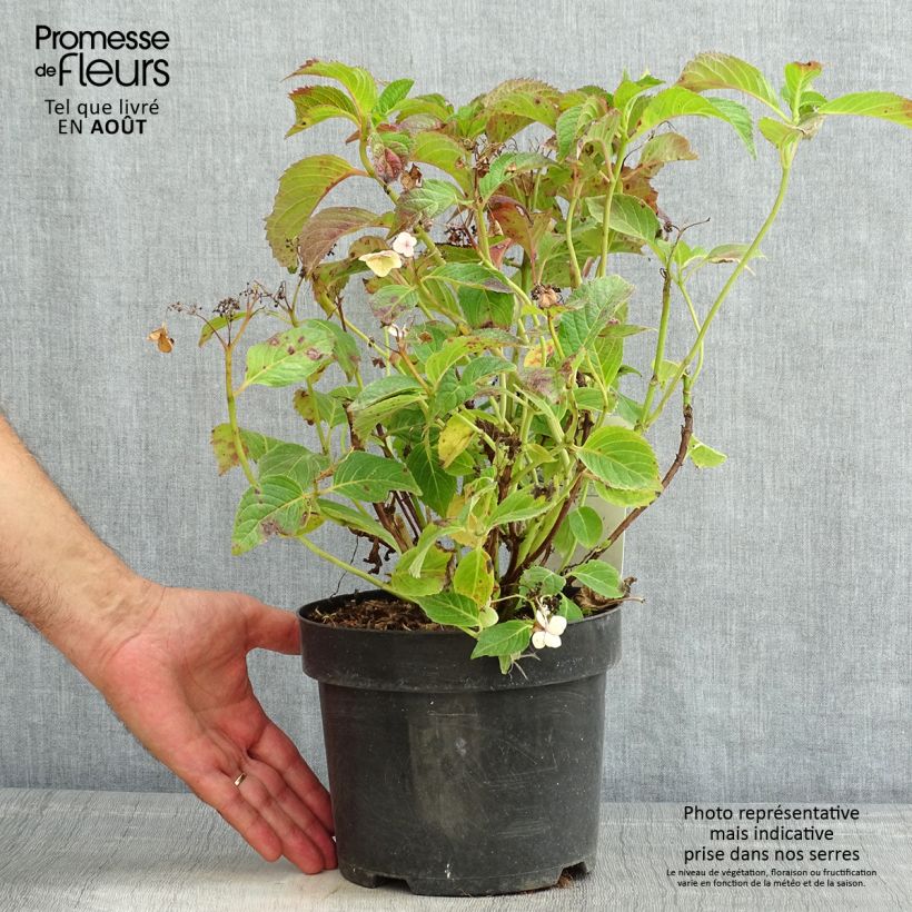 Exemplar von Hydrangea serrata Annie's Blue - Tellerhortensie Topf mit 2L/3L wie im Sommer geliefert