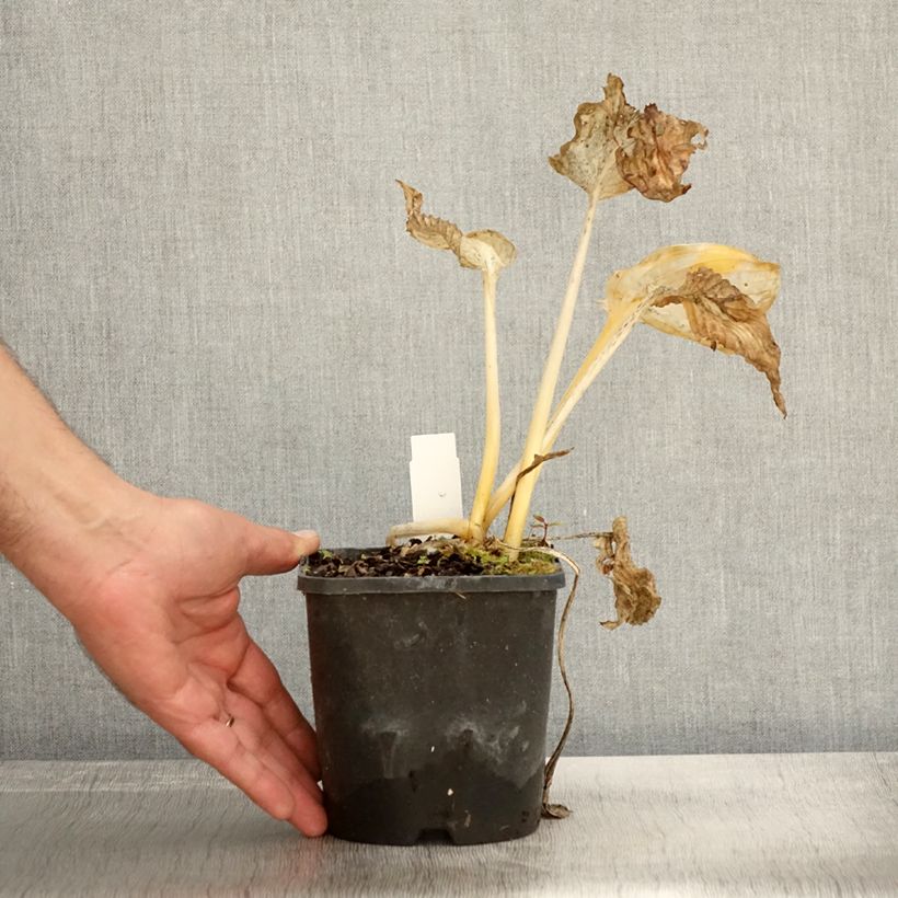 Exemplar von Hosta Abiqua Drinking Gourd - Garten-Funkie Topf mit 1,5L/2L wie im Herbst geliefert