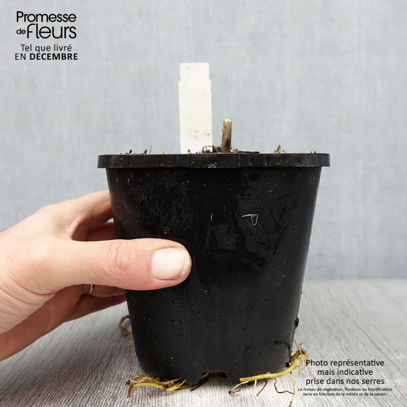 Exemplar von Hosta Abiqua Drinking Gourd - Garten-Funkie Topf mit 1,5L/2L wie im Winter geliefert