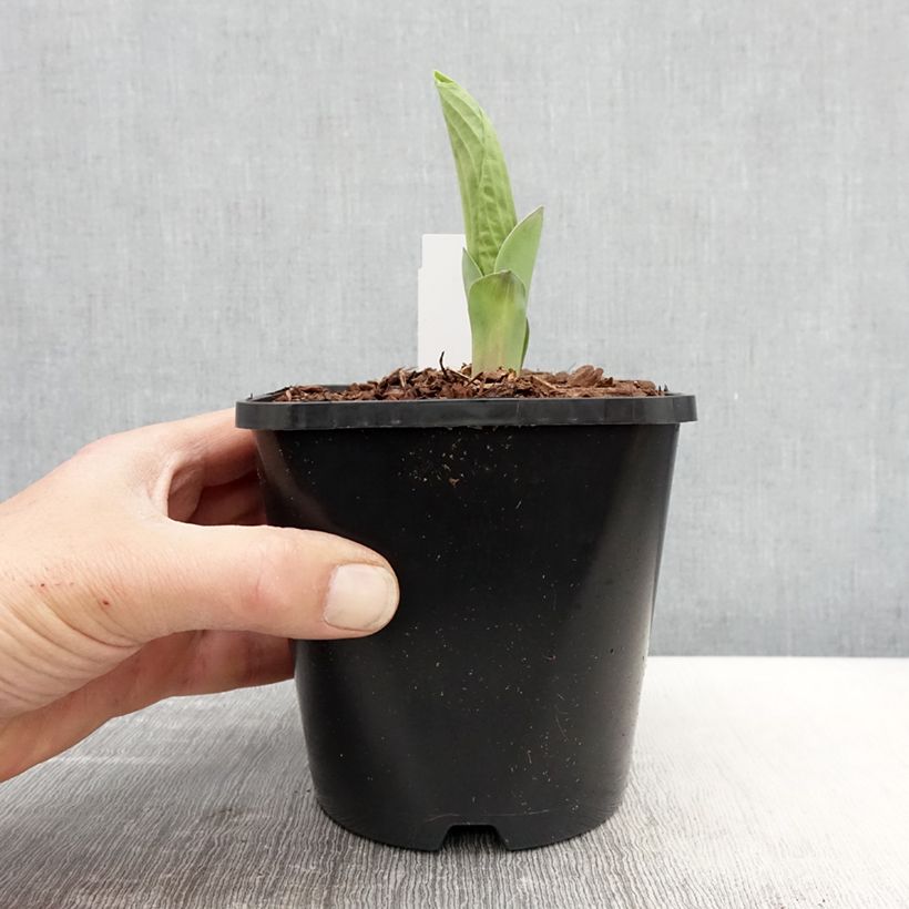 Exemplar von Hosta Abiqua Drinking Gourd - Garten-Funkie Topf mit 1,5L/2L wie im Frühjahr geliefert