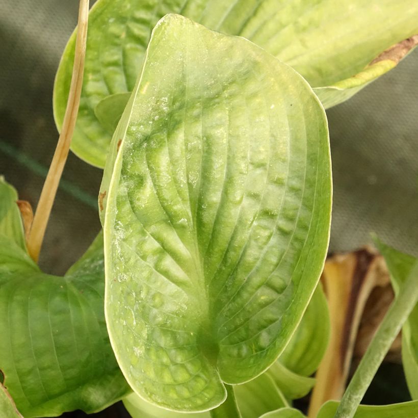 Hosta Abiqua Drinking Gourd - Garten-Funkie (Laub)